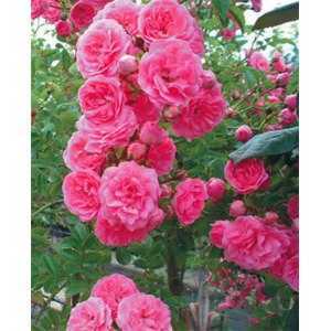 Роза супер дороти: секреты выращивания и обильного цветения | топфазенда