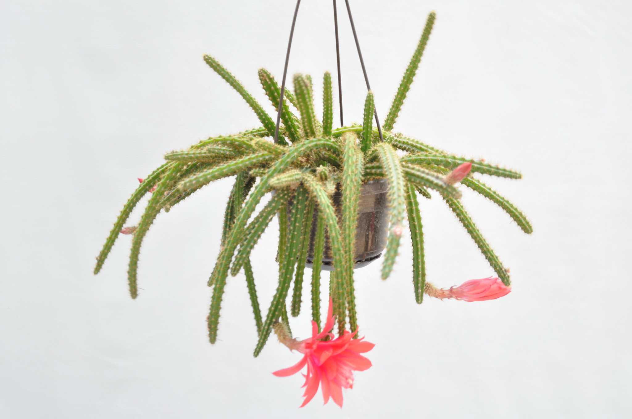 Цветок апорокактус плетевидный: уход в домашних условиях