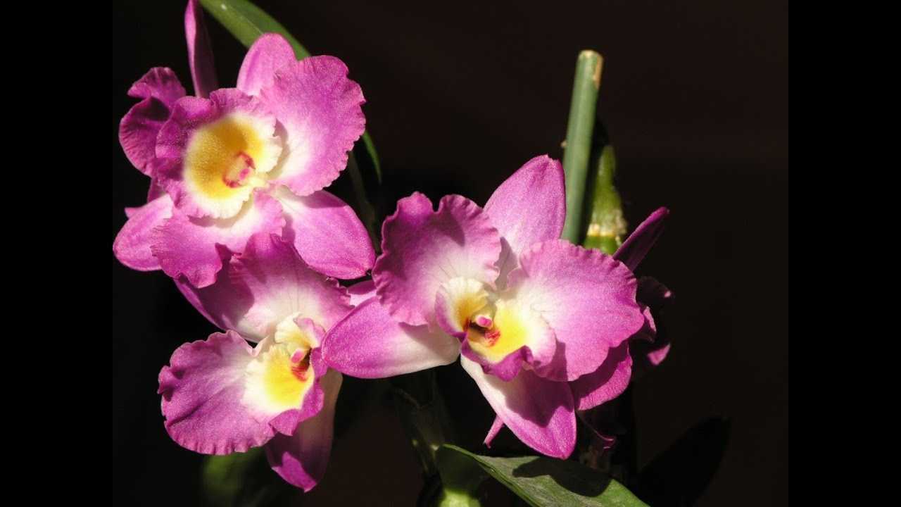 Орхидея дендробиум: уход в домашних условиях, размножение и выращивание