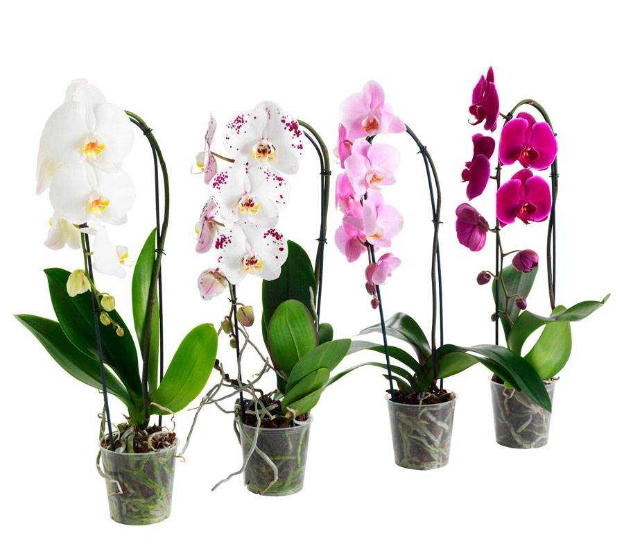Орхидея фаленопсис - уход в домашних условиях после покупки в магазине или посадки своими руками