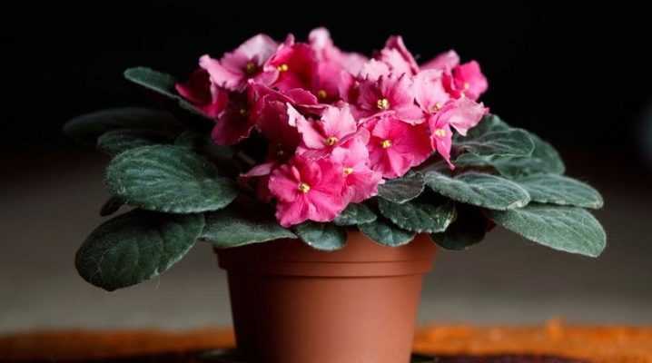 Неприхотливые сорта фиалок для начинающих: самые красивые и популярные цветы