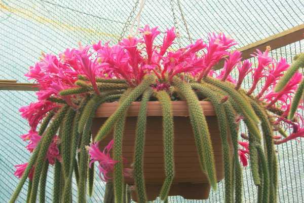 Домашние кактусы (95 фото): виды, особенности ухода