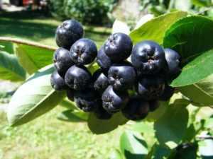 Арония (черноплодная рябина) - выращивание и уход, в том числе в подмосковье, сибири, а также описание сортов с характеристикой и отзывами