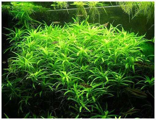 Гетерантера остролистная (heteranthera zosterifolia) - растения для водоемов буква «г»