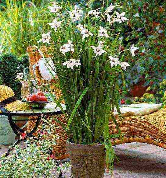 Ацидантера: уход и выращивание в открытом грунте, выращивание цветка в домашних условиях, посадка ацидантеры
