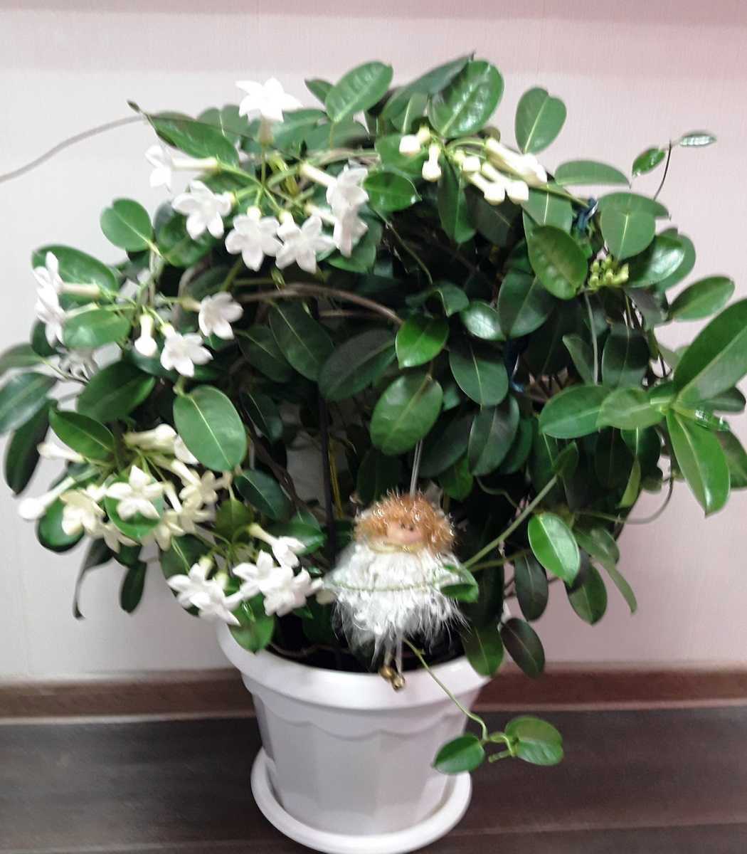 История комнатного растения стефанотис флорибунда, который обильно цветет
