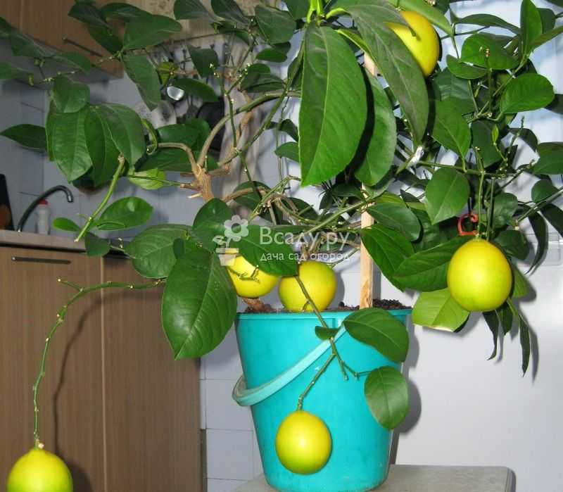 Как привить лимон и для чего это нужно