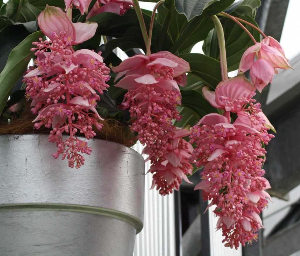 Цветок мединилла: размножение и посадка дома