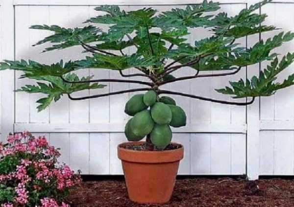 Папайя – выращивание и уход за растением в домашних условиях- what flower?