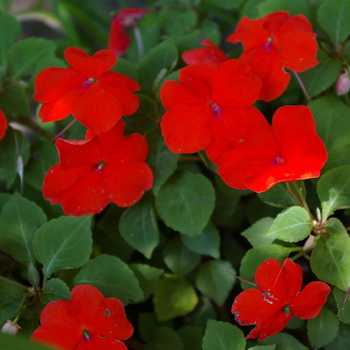 Названия и описания домашних растений и комнатных цветков с красными листьями