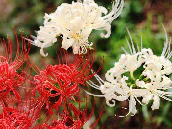 Цветок смерти ликорис: значение цветка, фото, посадка и уход