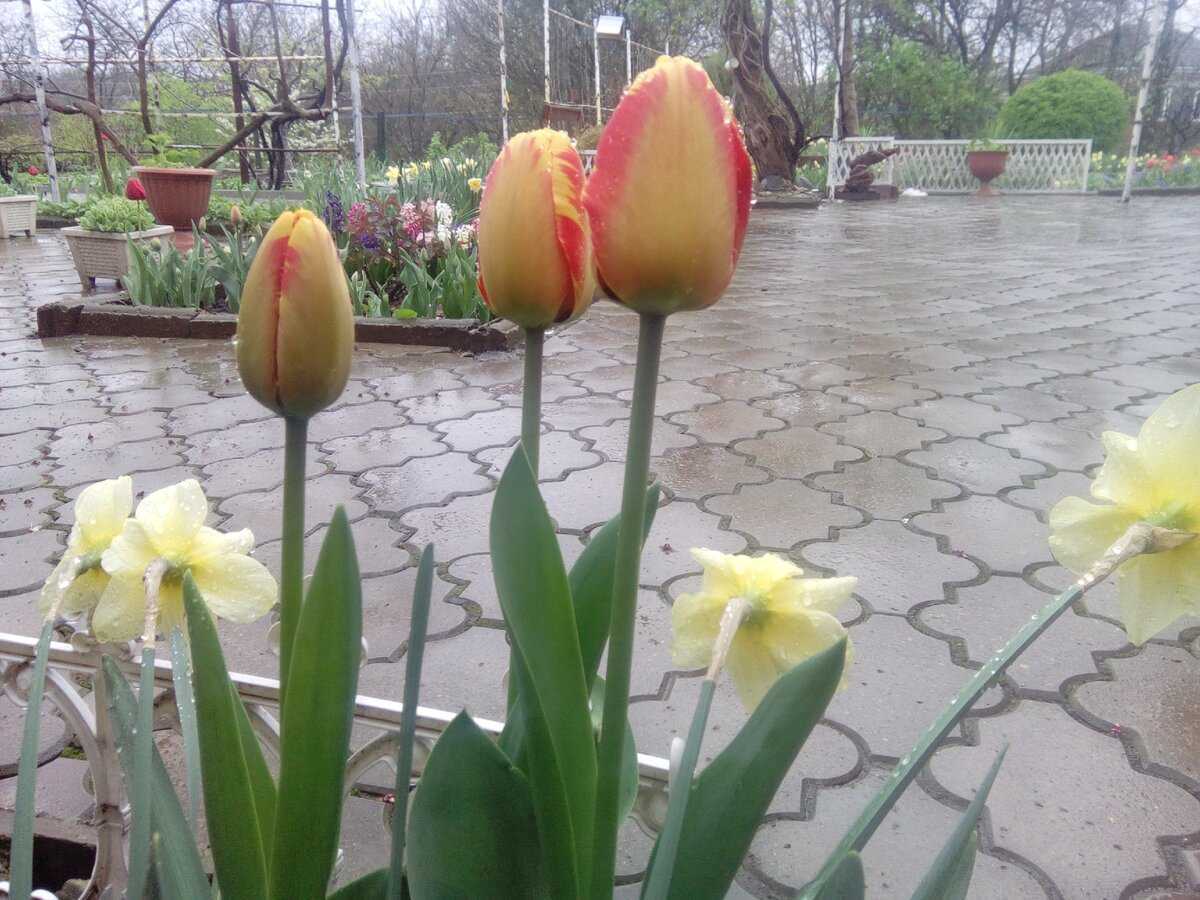 Чем удобрять тюльпаны и нарциссы для пышного цветения?