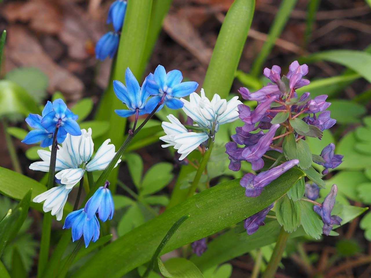Цветы «пролеска» (сцилла): виды и сорта, посадка и уход в открытом грунте + фото