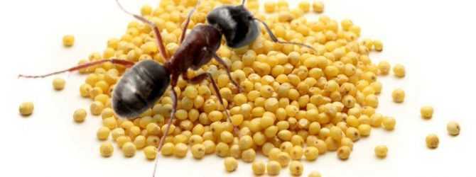 Как бороться с муравьями и их муравейниками на участке?