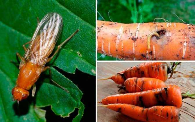 Болезни моркови при выращивании и вредители: как бороться народными средствами, видео и фото