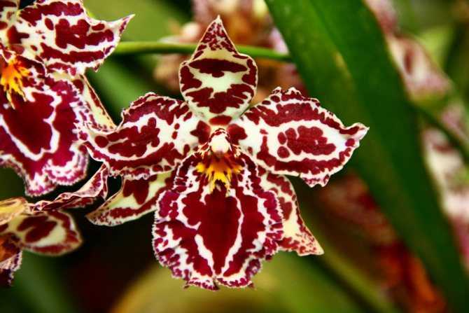 Орхидея мильтония: фото, описание видов и уход - Проект "Цветочки" - для цветоводов начинающих и профессионалов