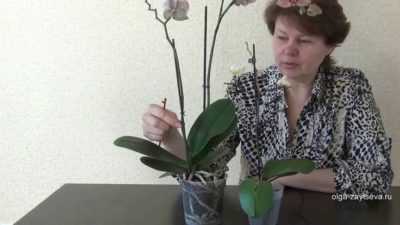 Какая орхидея самая неприхотливая для квартиры, дома, сорта, фото и видео от специалистов